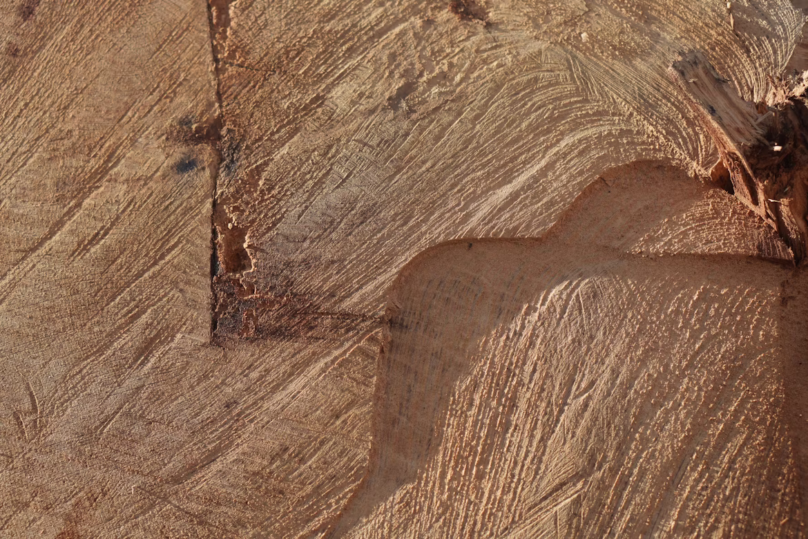 Macro view of a hand cut dovetail joint in oak showing saw marks